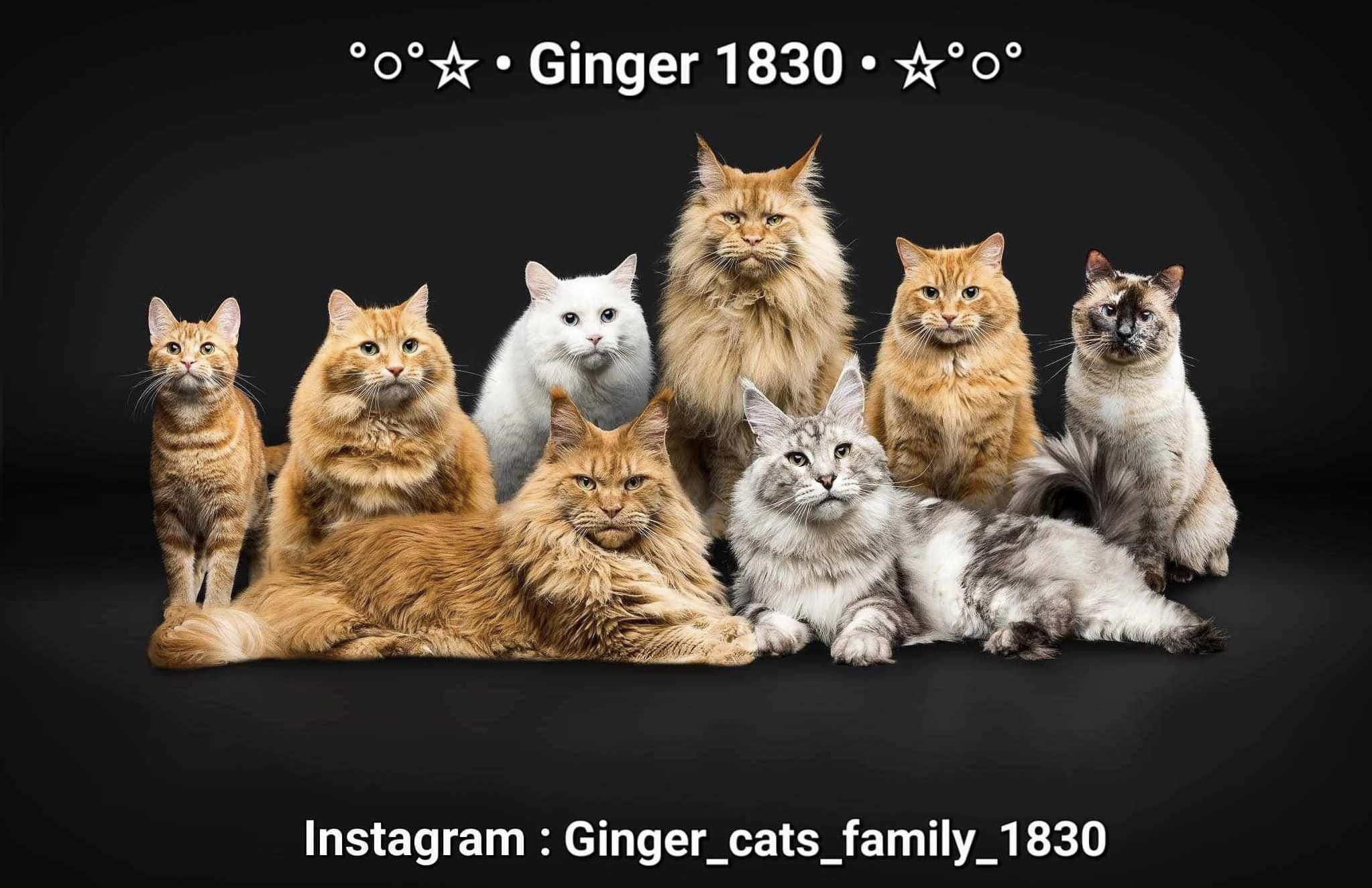 Ginger Cats Family 1830